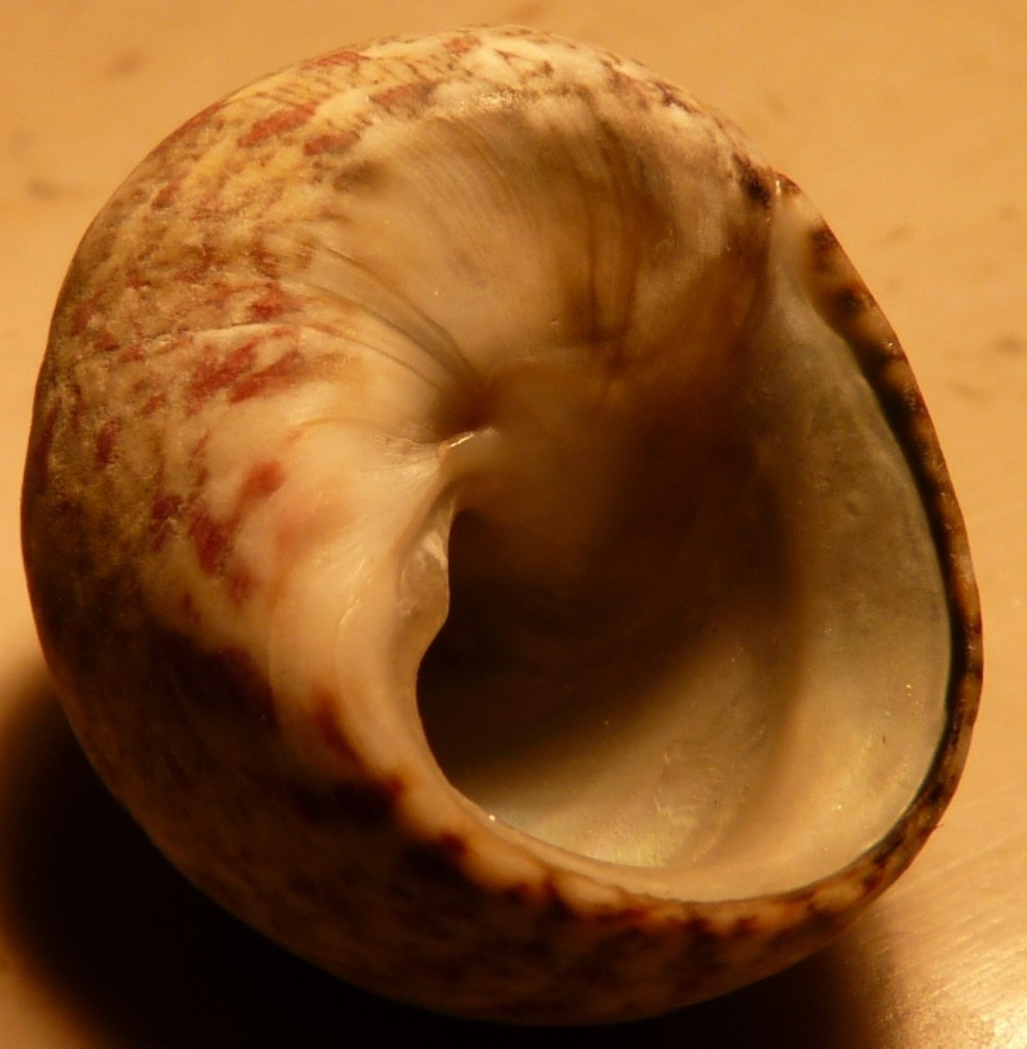Trochidae Osilinus articulatus ?